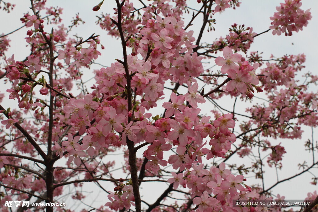 樱花