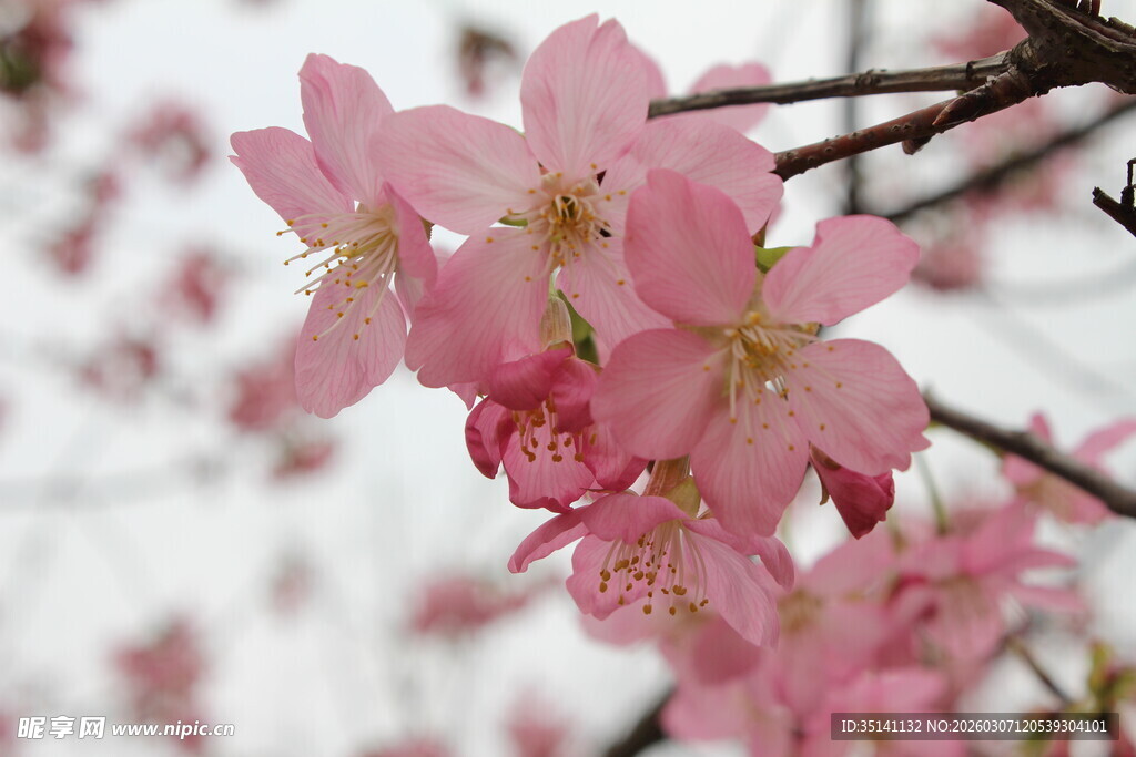 樱花