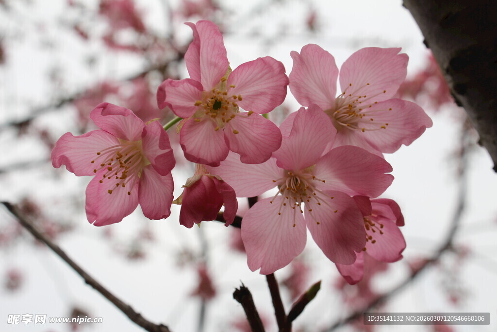 樱花