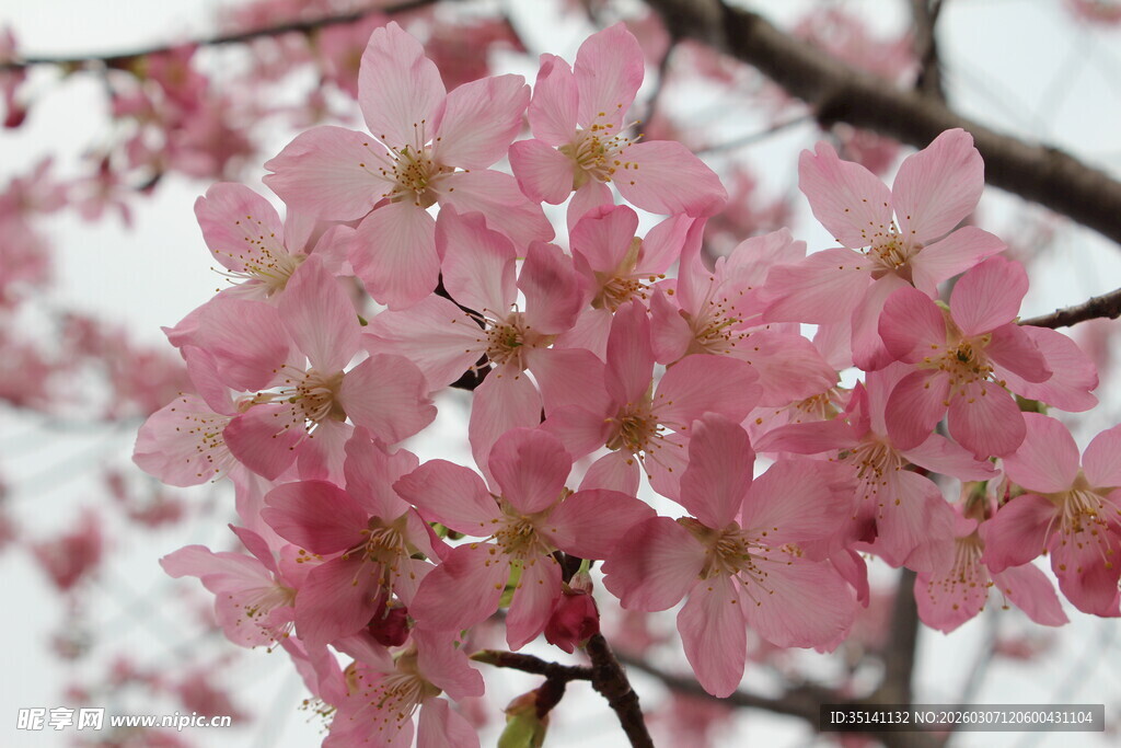 樱花