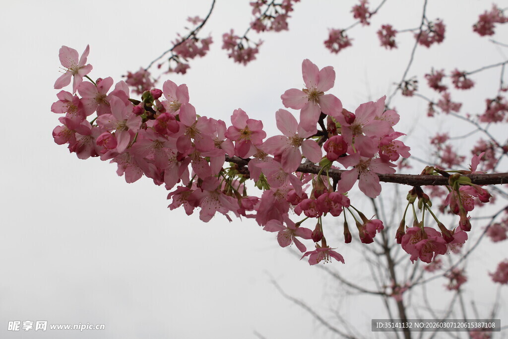 樱花