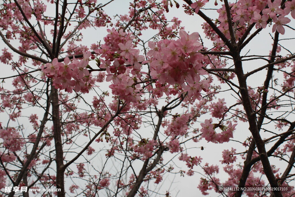 樱花