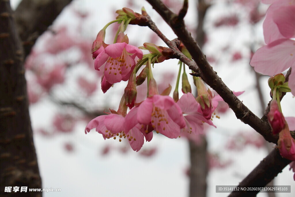 樱花