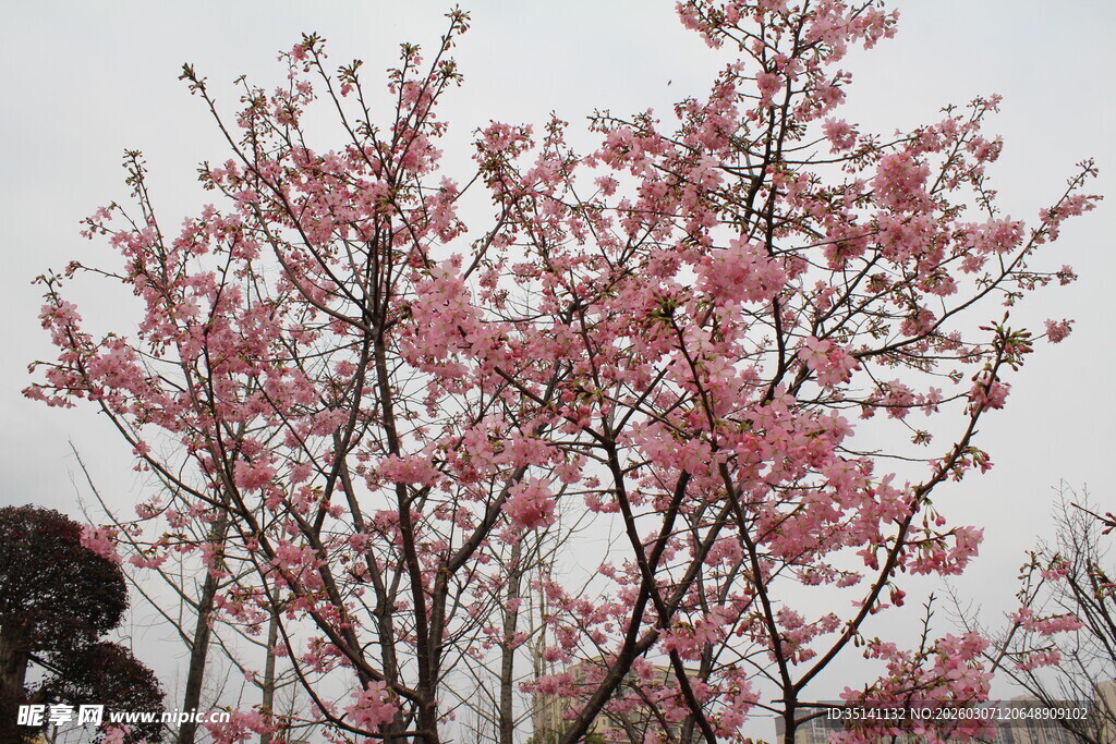樱花