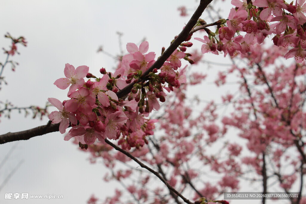 樱花