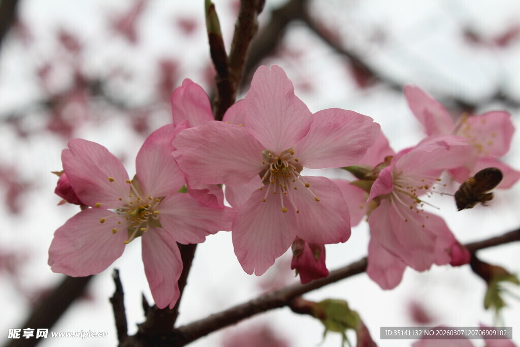 樱花