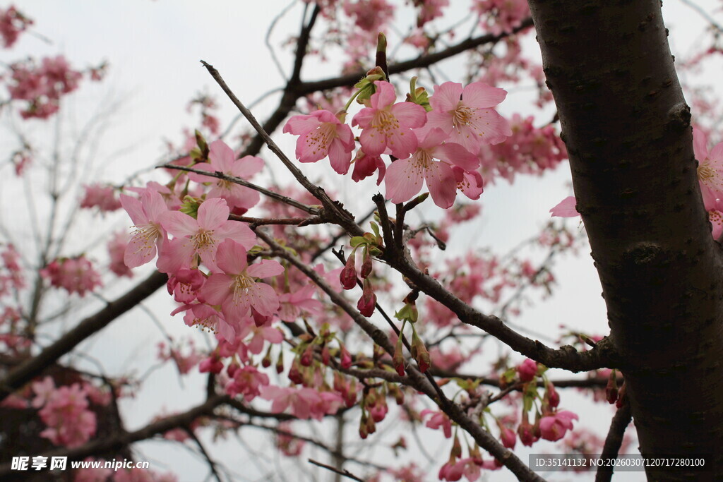 樱花