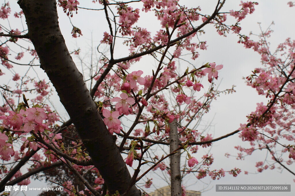 樱花