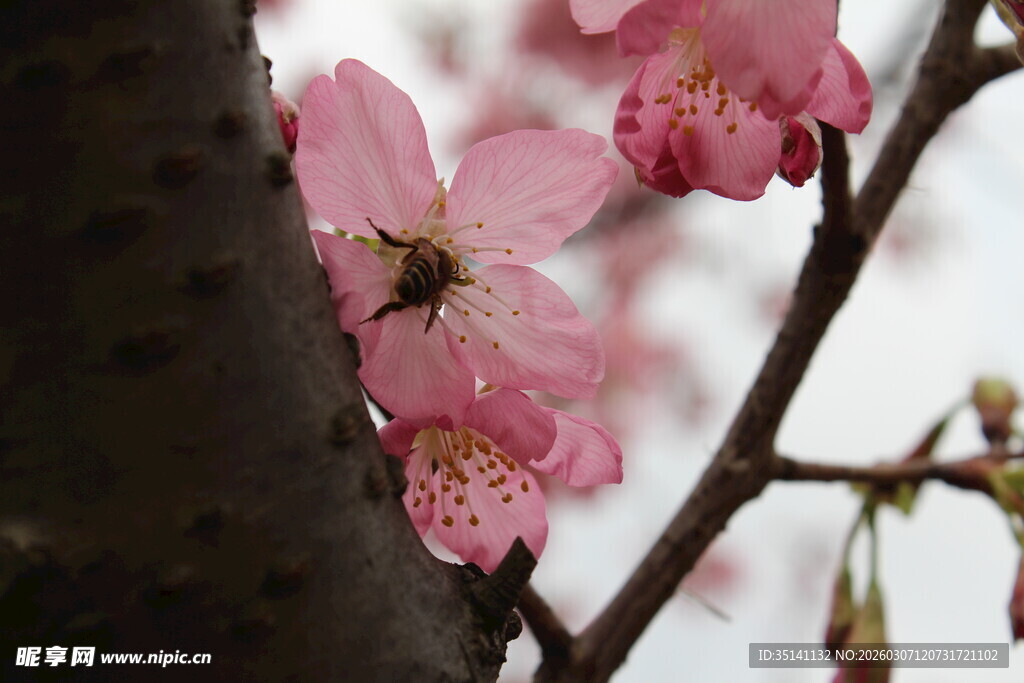 樱花