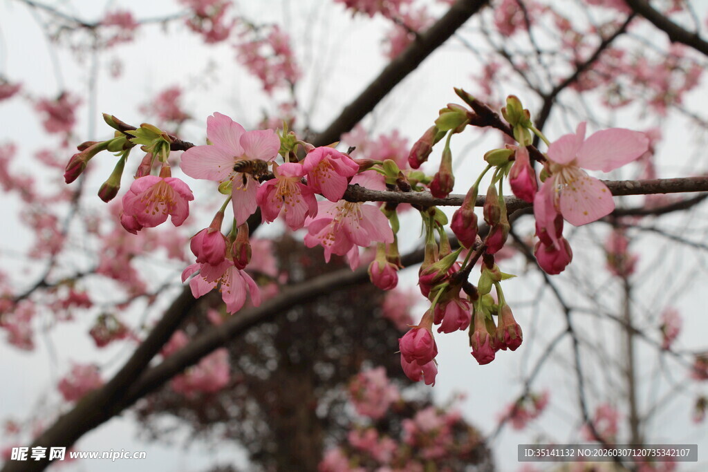 樱花