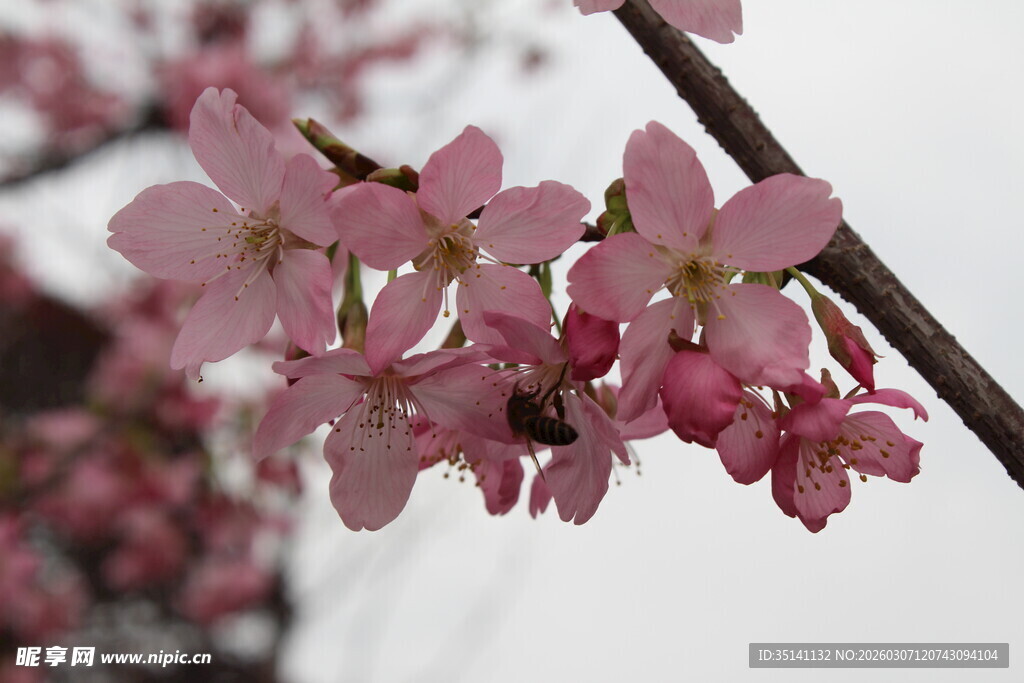 樱花