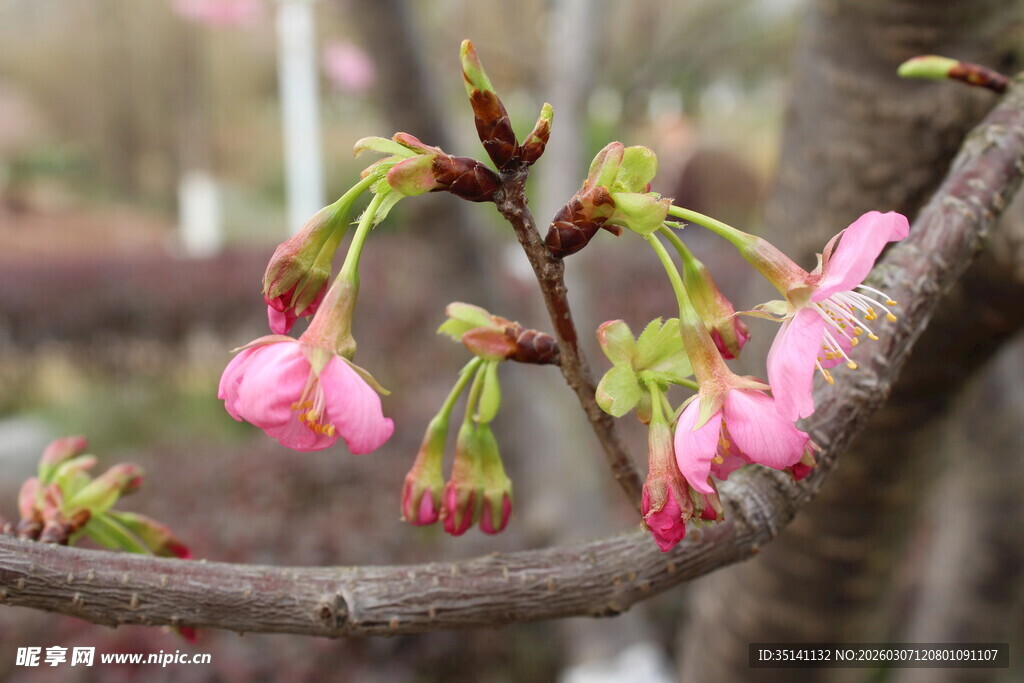 樱花