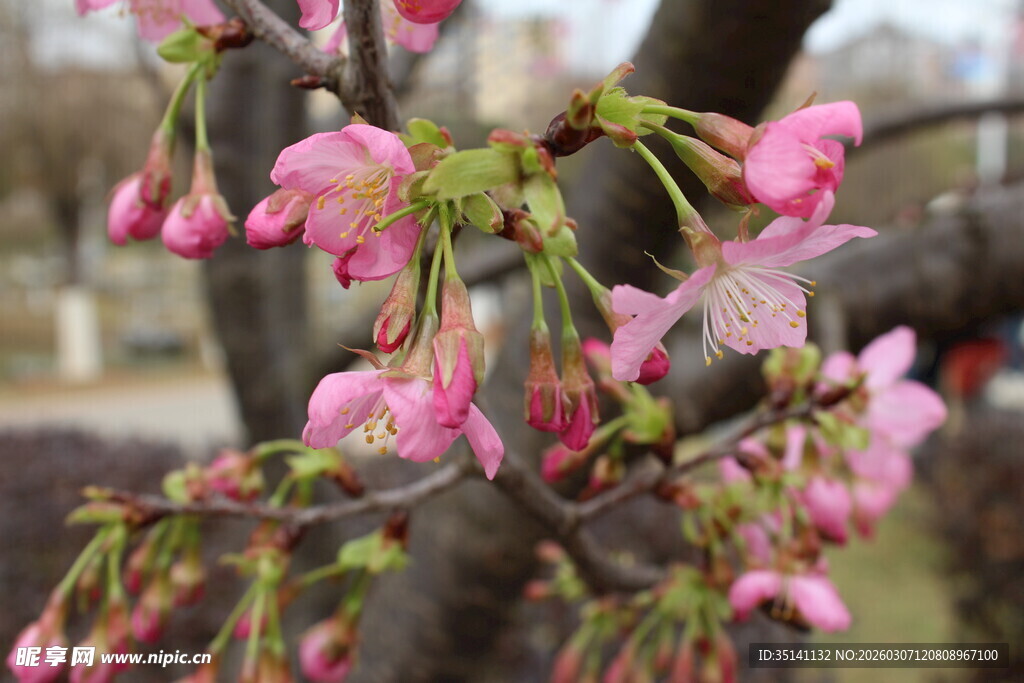 樱花