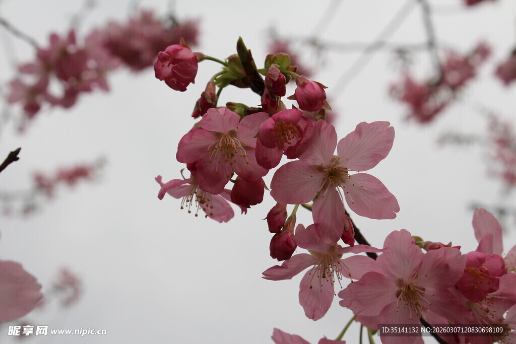 樱花