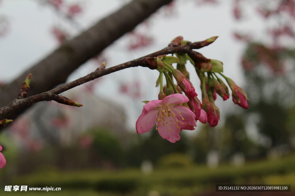 樱花