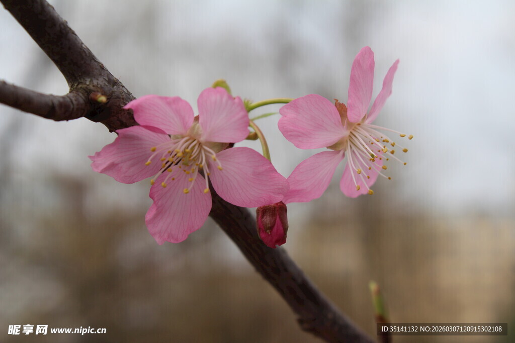 樱花