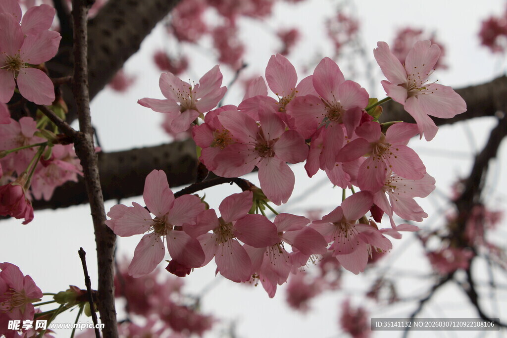 樱花