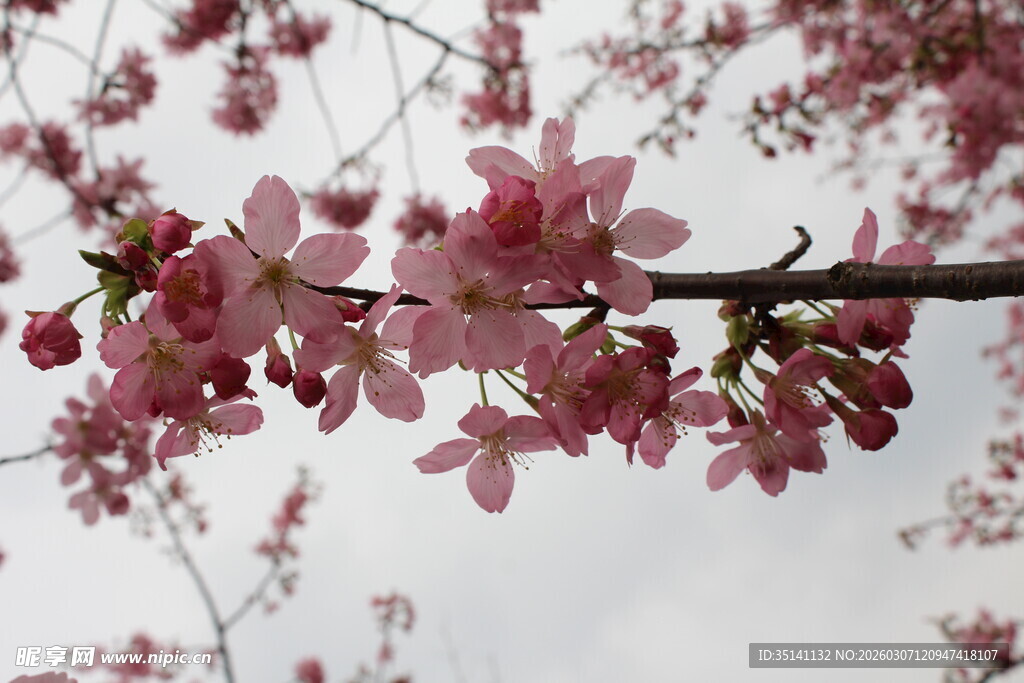 樱花
