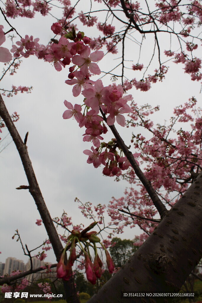 樱花