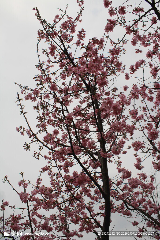 樱花