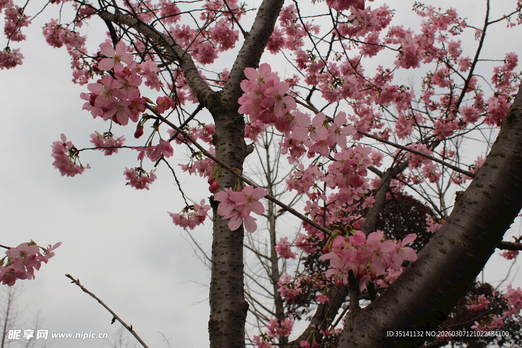 樱花