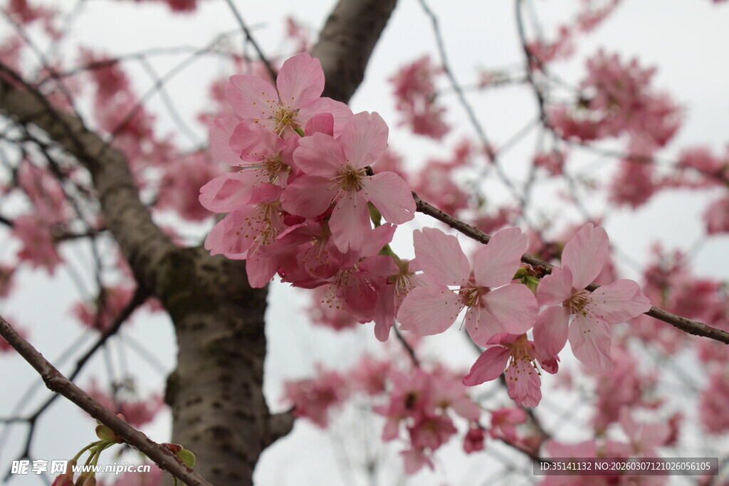 樱花