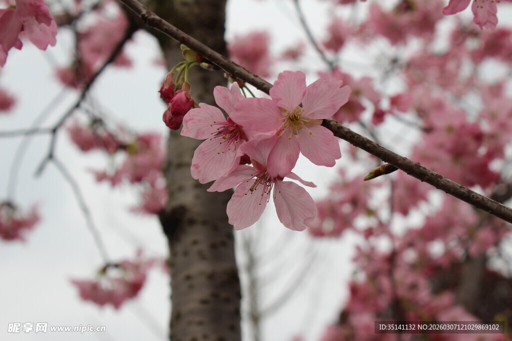 樱花