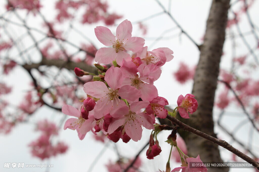 樱花