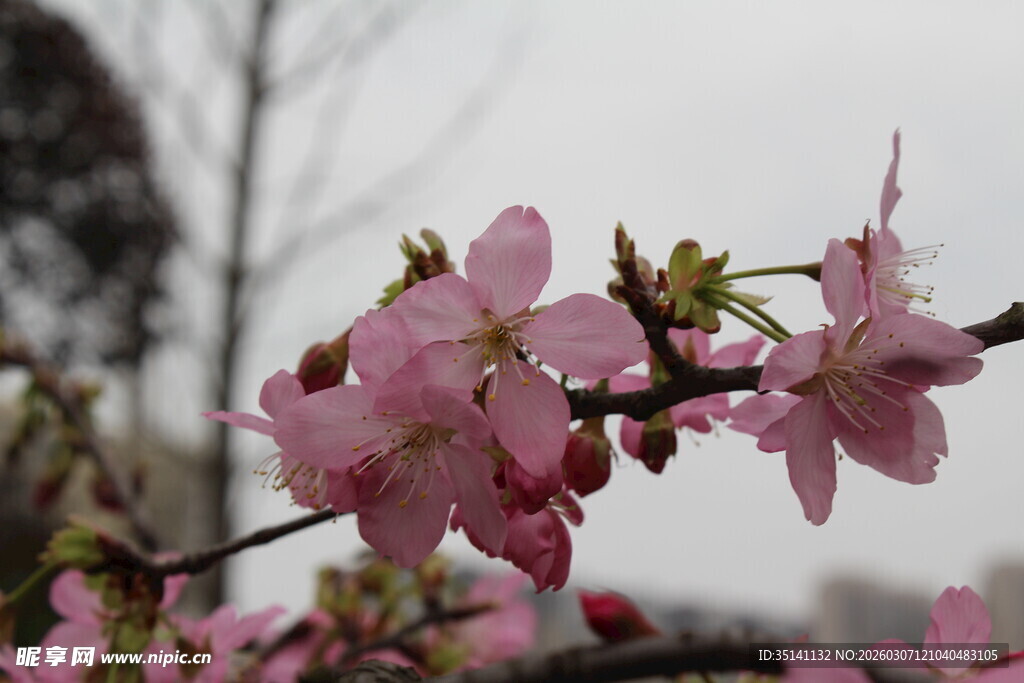 樱花