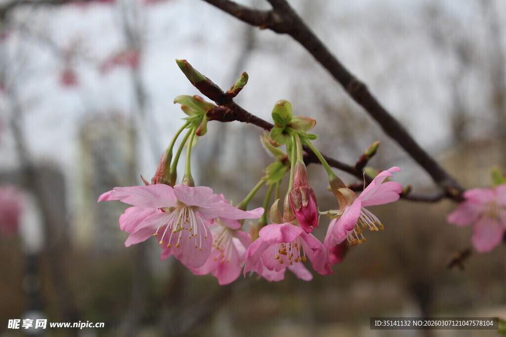 樱花