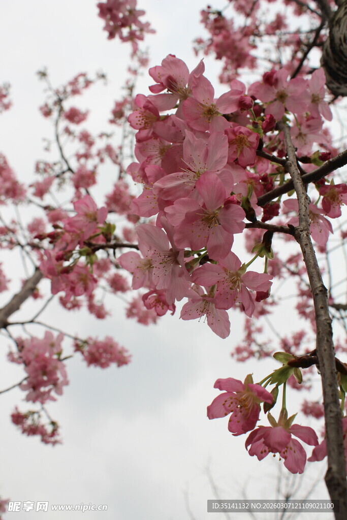 樱花