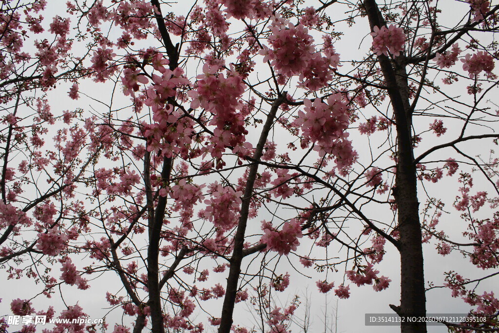 樱花