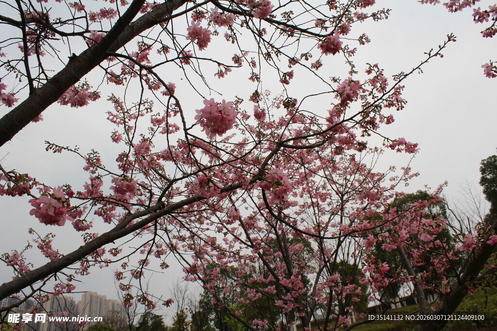 樱花
