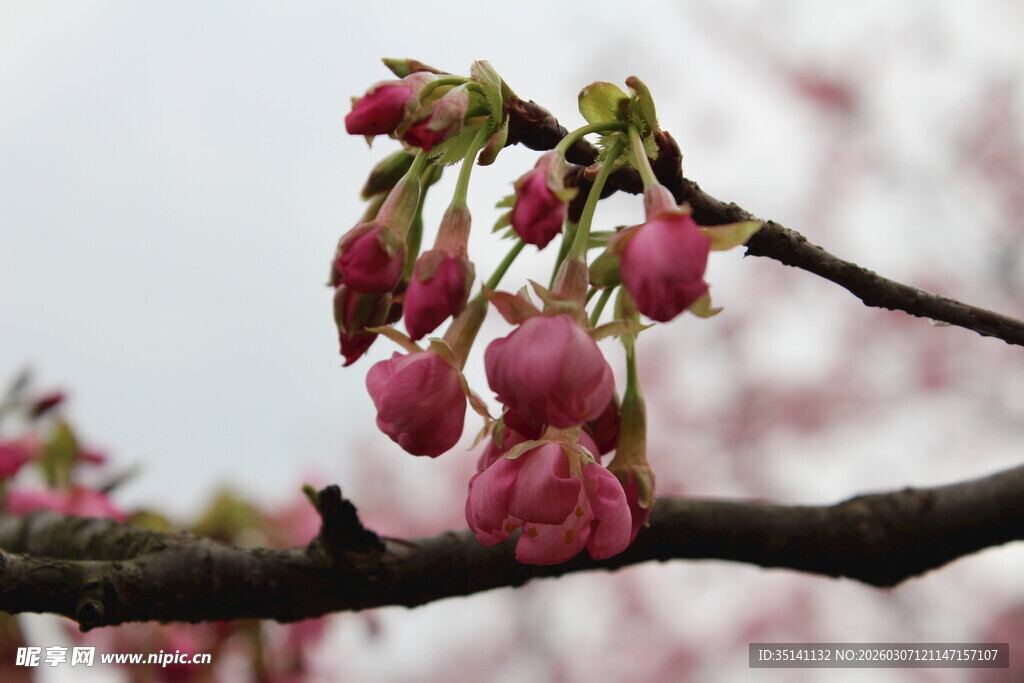 樱花