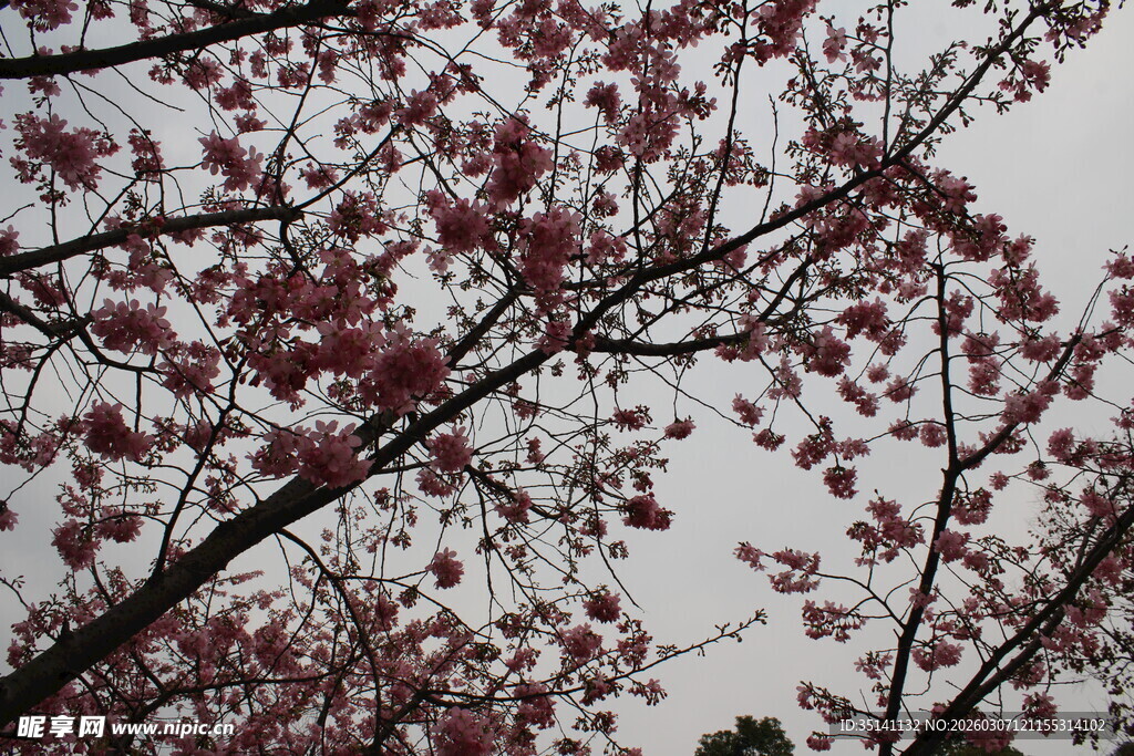 樱花