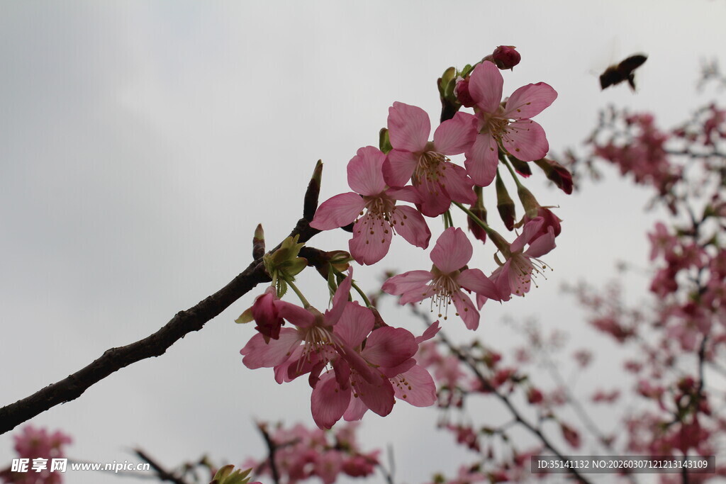 樱花