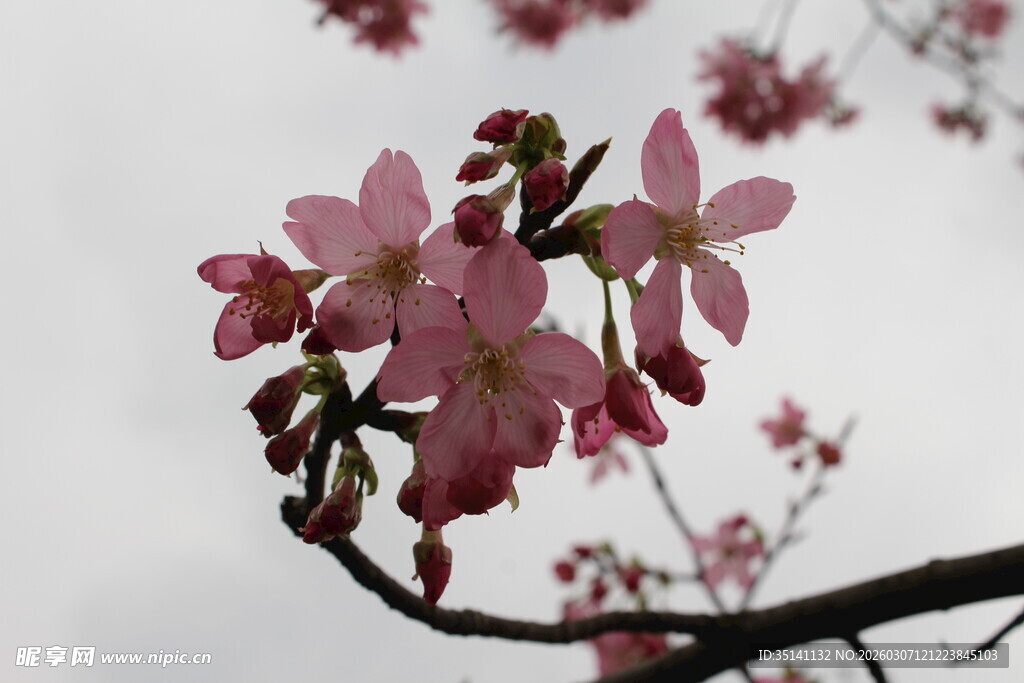 樱花