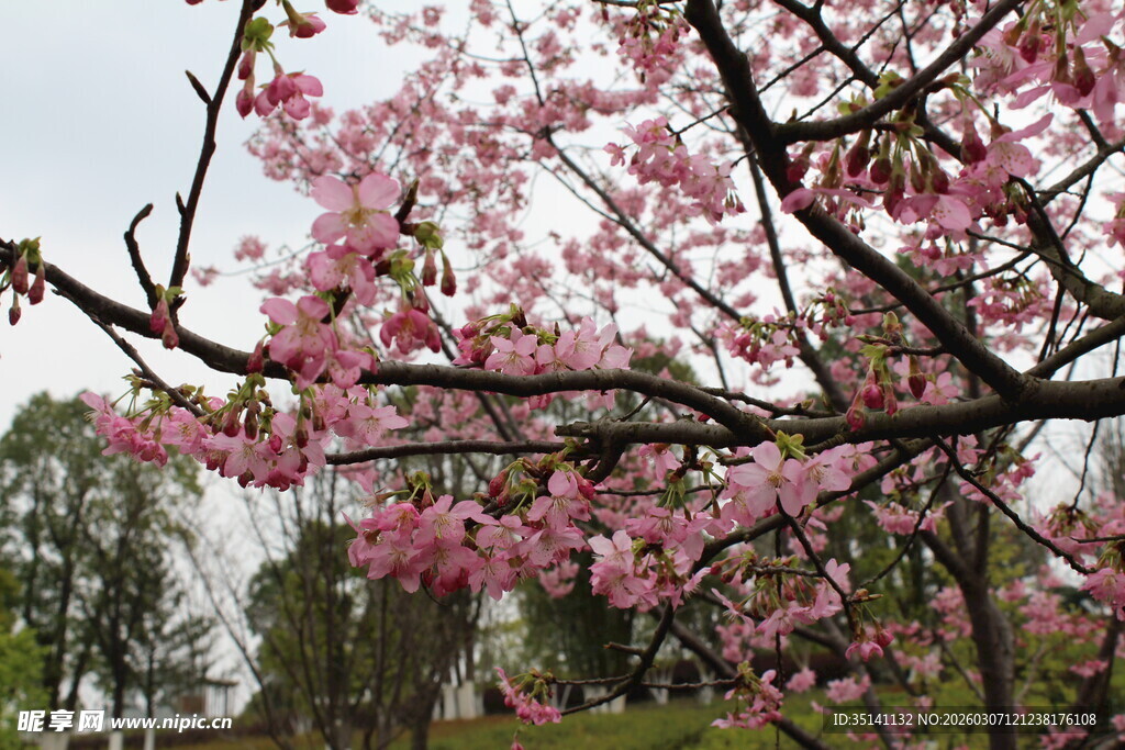 樱花