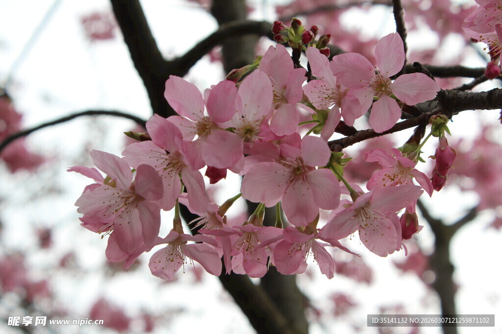 樱花