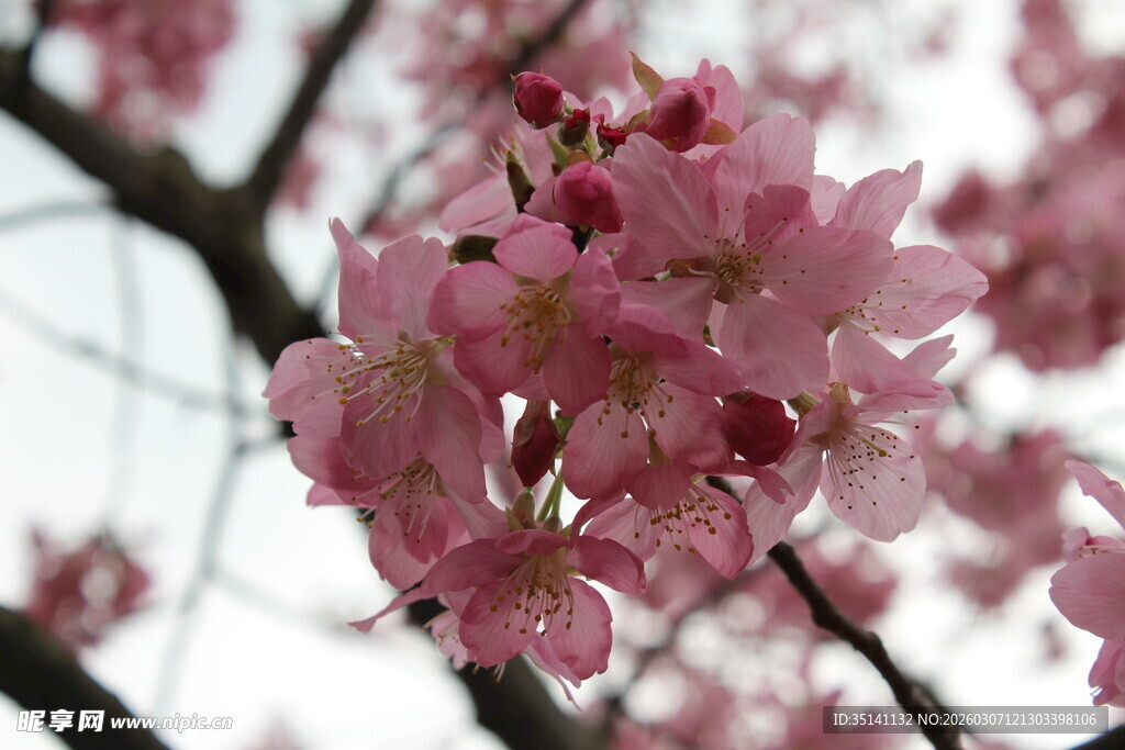 樱花