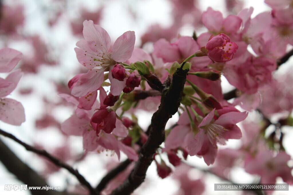 樱花