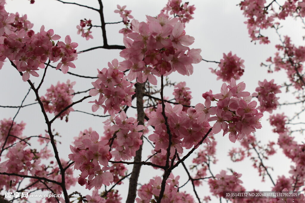 樱花
