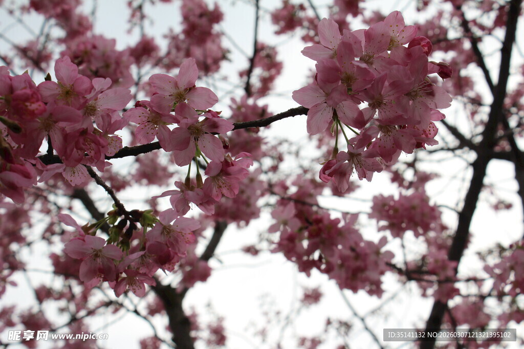 樱花