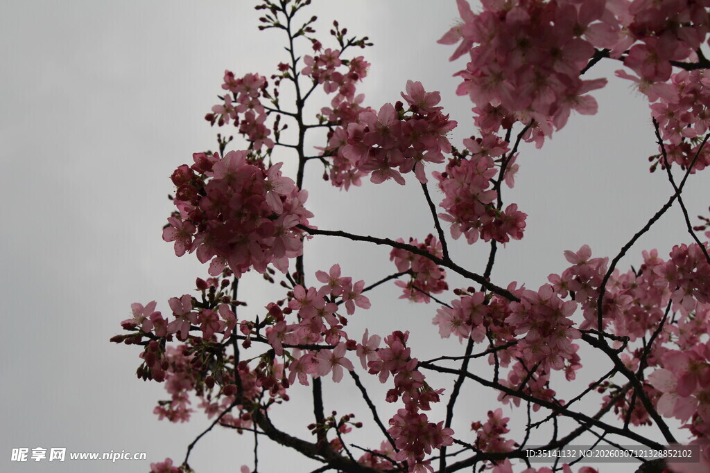 樱花