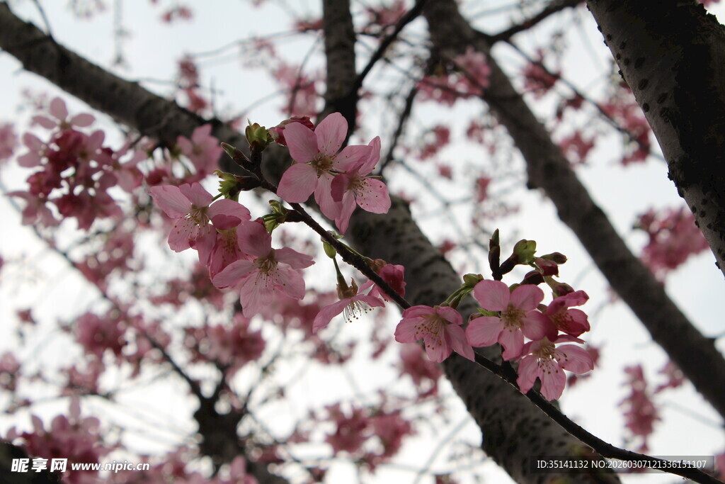 樱花