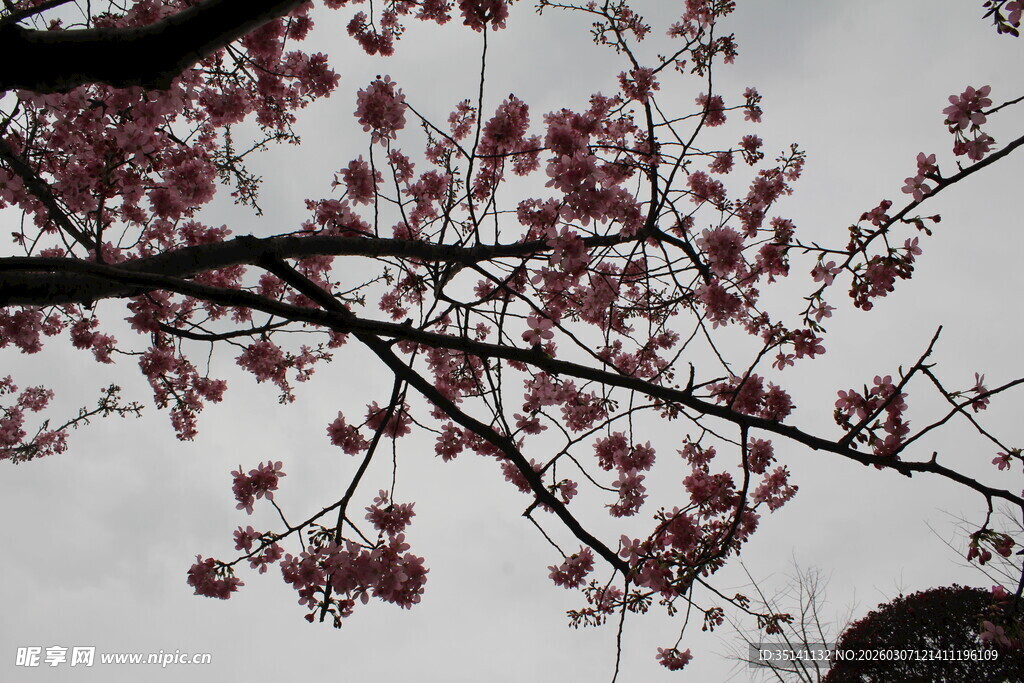 樱花