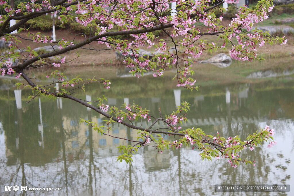 樱花
