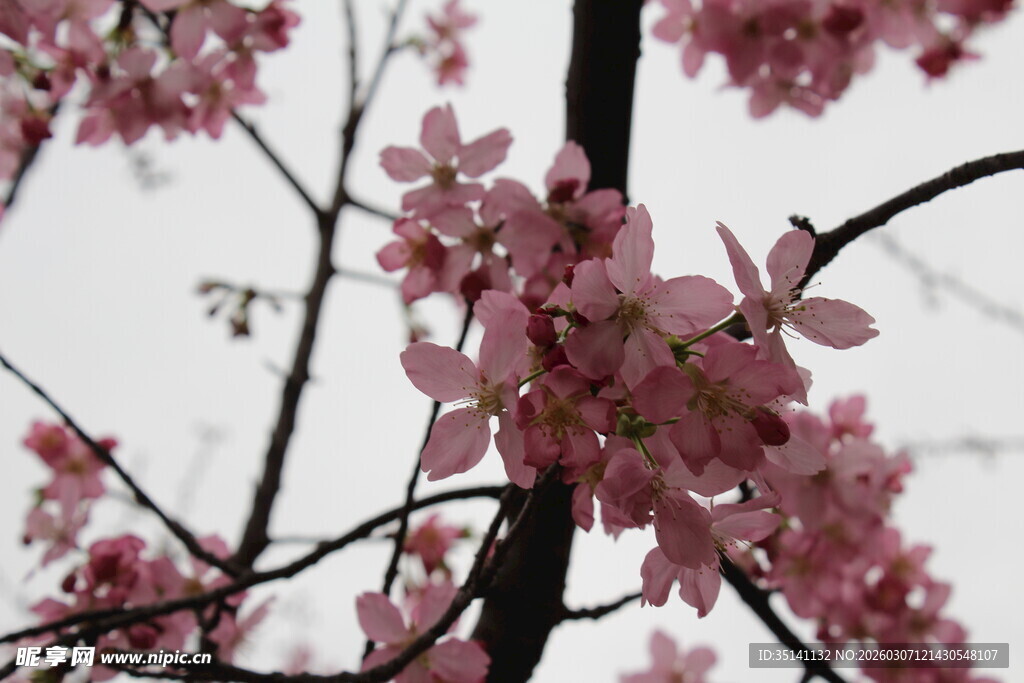 樱花