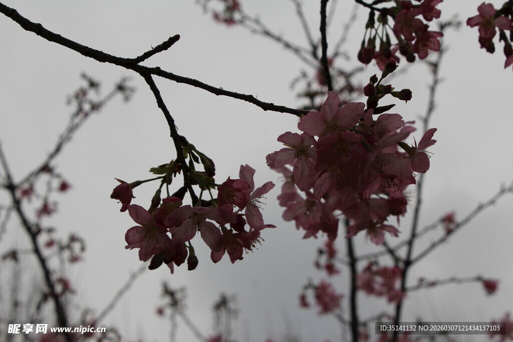樱花