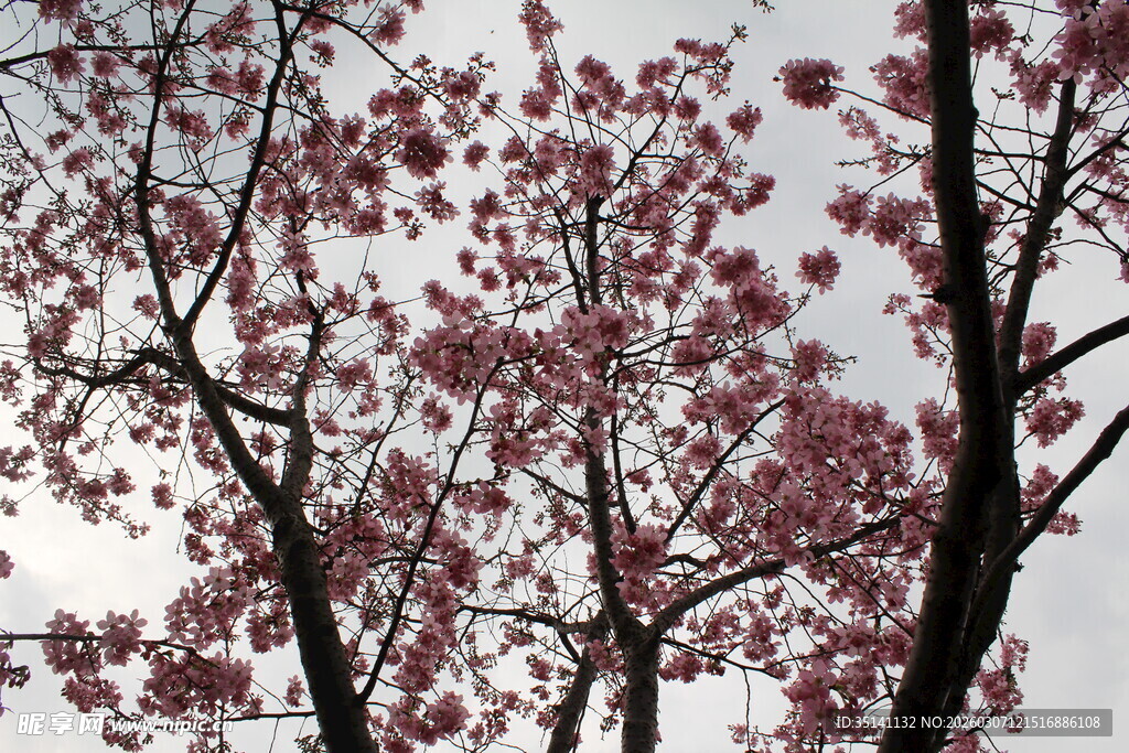 樱花